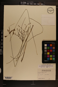 Juncus anthelatus image