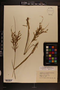 Juncus anthelatus image