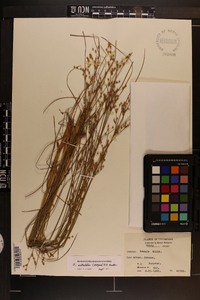 Juncus anthelatus image