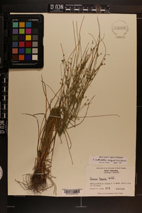 Juncus anthelatus image