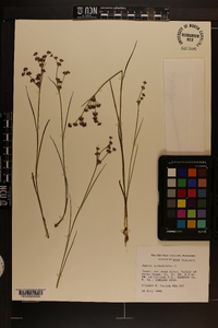 Juncus articulatus image