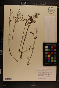 Juncus articulatus image