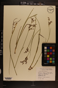 Juncus articulatus image