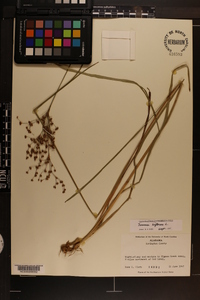 Juncus biflorus image