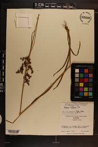 Juncus biflorus image