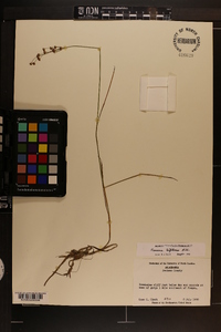 Juncus biflorus image