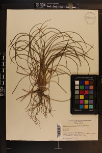 Ophiopogon japonicus image