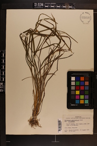 Ophiopogon planiscapus image