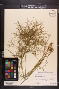 Juncus diffusissimus image