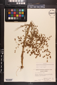 Juncus diffusissimus image