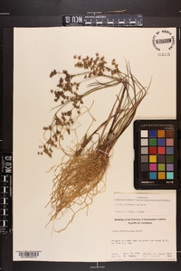 Juncus diffusissimus image