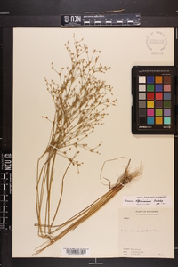 Juncus diffusissimus image