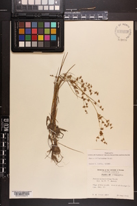 Juncus diffusissimus image