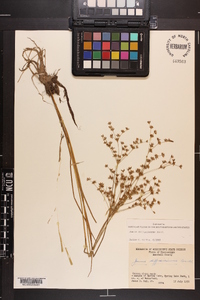 Juncus diffusissimus image