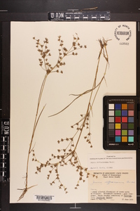 Juncus diffusissimus image