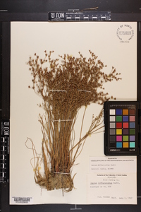 Juncus diffusissimus image