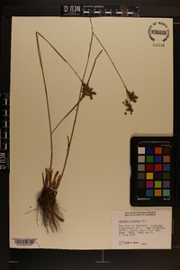 Juncus biflorus image