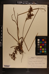 Juncus aristulatus image