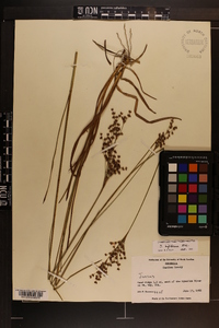 Juncus biflorus image