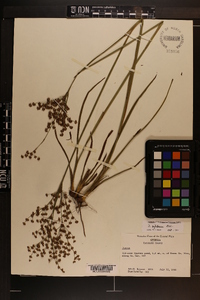 Juncus biflorus image