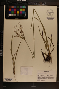 Juncus biflorus image