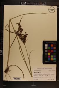 Juncus biflorus image