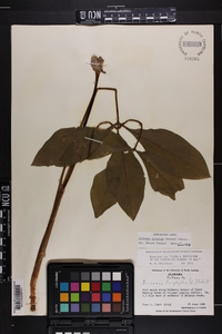 Arisaema quinatum image