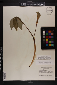 Arisaema quinatum image