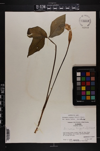 Arisaema quinatum image