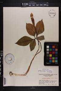 Arisaema quinatum image