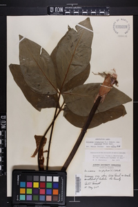 Arisaema triphyllum subsp. pusillum image