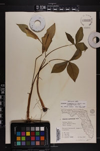 Arisaema triphyllum subsp. pusillum image