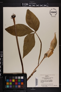 Arisaema triphyllum subsp. pusillum image