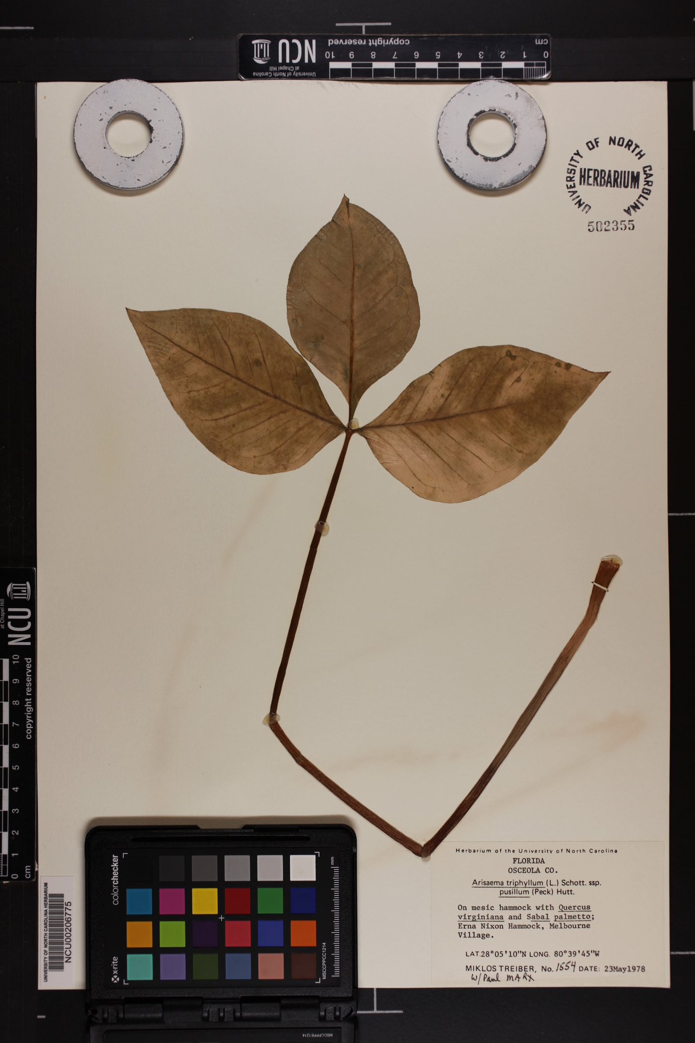 Arisaema triphyllum subsp. pusillum image