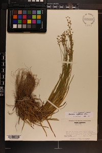 Juncus biflorus image