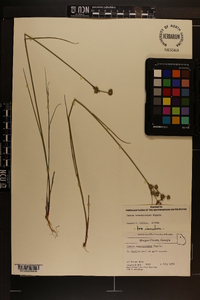 Juncus brachycarpus image