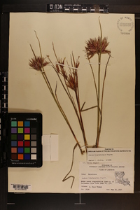 Juncus brachycarpus image