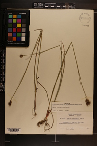 Juncus brachycarpus image