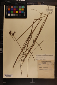 Juncus brachycarpus image