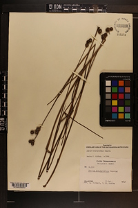 Juncus brachycarpus image