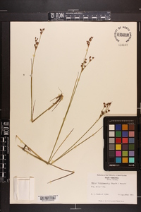 Juncus brevicaudatus image