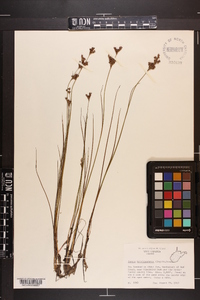 Juncus brevicaudatus image