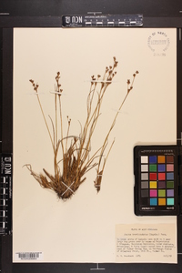 Juncus brevicaudatus image