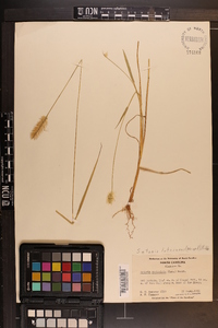 Pennisetum glaucum image