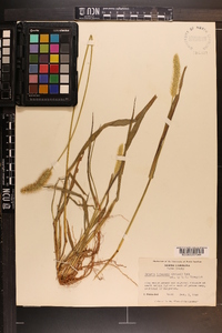 Pennisetum glaucum image