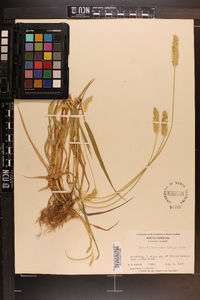 Pennisetum glaucum image