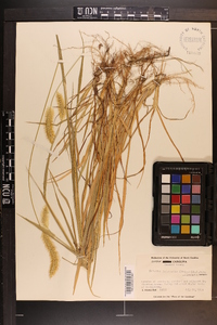 Pennisetum glaucum image