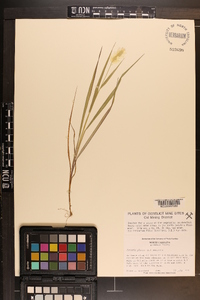 Pennisetum glaucum image