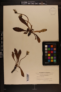 Taraxacum brachyceras image