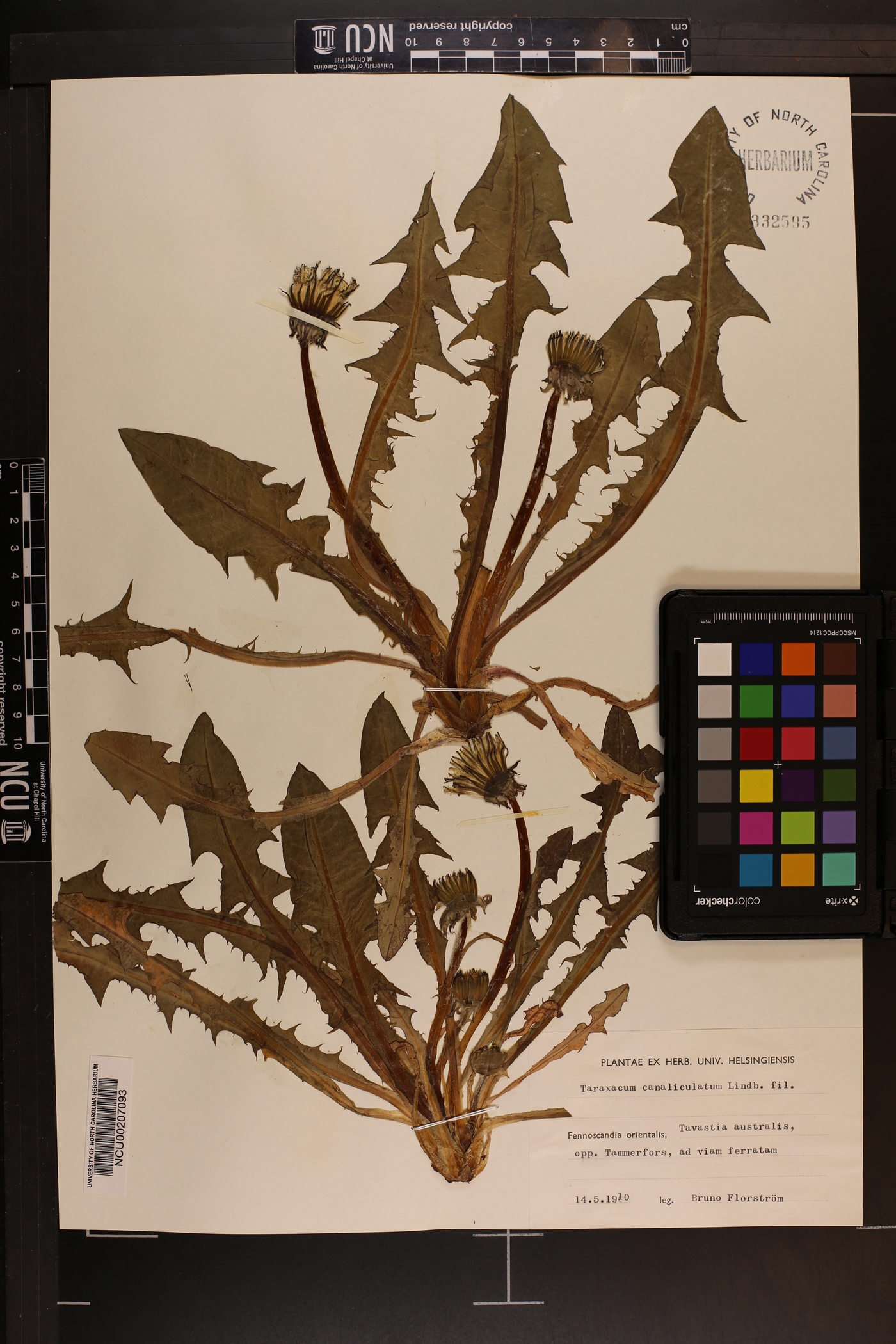 Taraxacum canaliculatum image